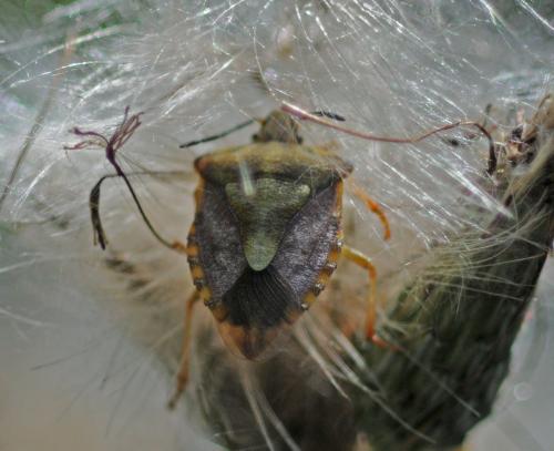 Carpocoris purpureipennis